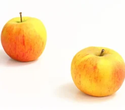 Dehner Obstbäume|Birnen- & Apfelbäume - Winterapfel 'Goldparmäne' Gelb