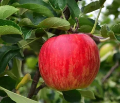 Dehner Obstbäume|Birnen- & Apfelbäume > Winterapfel 'Jonagold'