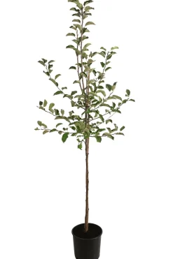 Dehner Winterapfel 'Jonagold' Rot Online