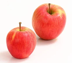 Dehner Obstbäume|Birnen- & Apfelbäume - Winterapfel 'Pinova'