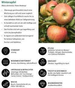 Dehner Winterapfel 'Roter Boskoop' Dunkelrot Outlet