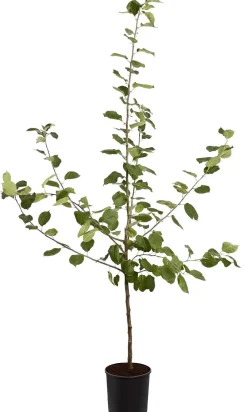 Dehner Winterapfel 'Roter Boskoop' Dunkelrot Outlet