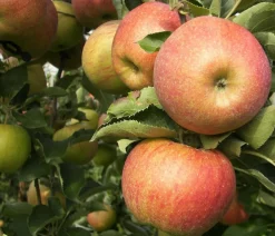 Dehner Obstbäume|Birnen- & Apfelbäume - Winterapfel 'Roter Boskoop' Dunkelrot