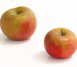 Dehner Obstbäume|Birnen- & Apfelbäume - Winterapfel 'Roter Boskoop' Dunkelrot