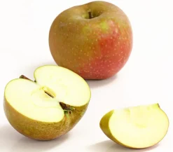 Dehner Obstbäume|Birnen- & Apfelbäume - Winterapfel 'Roter Boskoop' Dunkelrot
