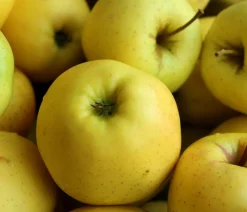 Dehner Winterapfel 'Sirius' (S) Gelb Discount
