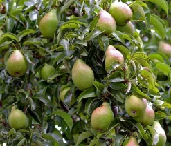 Dehner Obstbäume|Birnen- & Apfelbäume > Winterbirne 'Alexander Lucas'