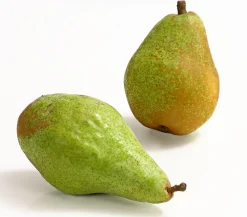 Dehner Obstbäume|Birnen- & Apfelbäume - Winterbirne 'Novembra'