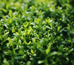Dehner Laubgehölze|Heckenpflanzen > Wintergrüner Liguster 'Atrovirens'