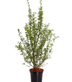 Dehner Wintergrüner Liguster 'Atrovirens' Dunkelgrün Outlet