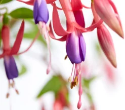 Dehner Winterharte Fuchsie, verschiedene Sorten Outlet