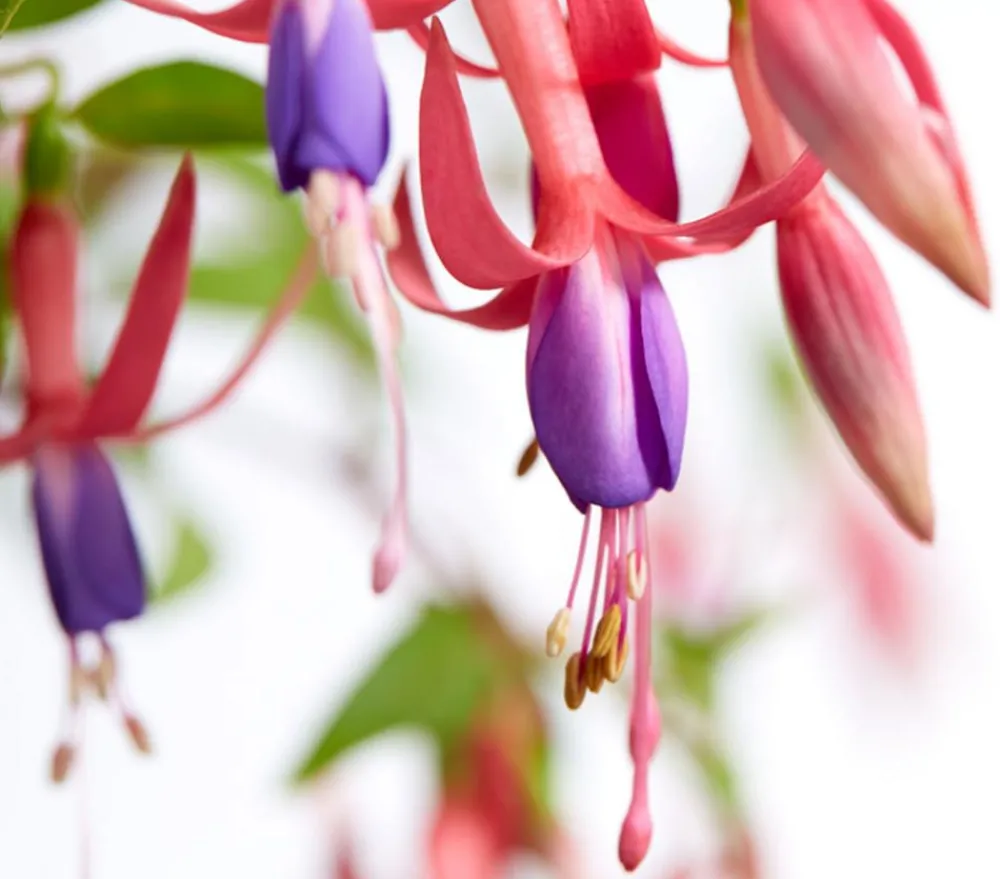 Dehner Winterharte Fuchsie, verschiedene Sorten Outlet