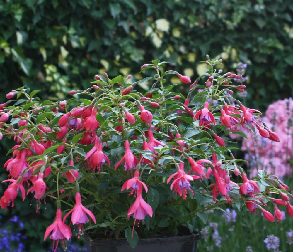 Dehner Winterharte Fuchsie, verschiedene Sorten Outlet