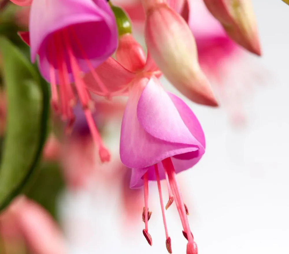 Dehner Winterharte Fuchsie, verschiedene Sorten Outlet
