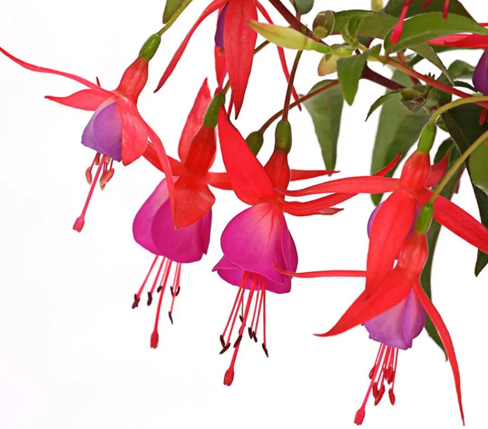 Dehner Winterharte Fuchsie, verschiedene Sorten Outlet