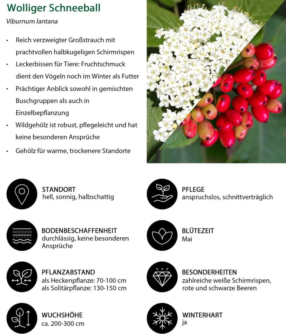 Dehner Natura Premium Laubgehölze|Vogelschutzhecken > Wolliger Schneeball