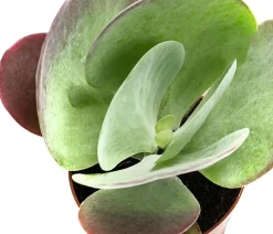 Dehner Sukkulenten|Kalanchoen > Wüstenkohl - Kalanchoe thyrsiflora 'Red Lips'