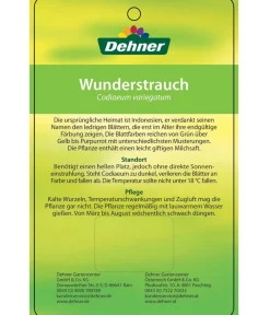 Dehner Grünpflanzen > Wunderstrauch - Codiaeum variegatum, verschiedene Sorten