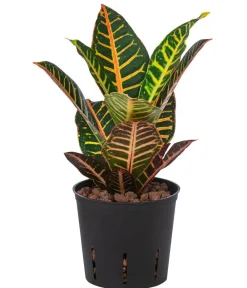 Dehner Hydropflanzen|Grünpflanzen > Wunderstrauch - Codiaeum variegatum 'Petra', Hydrokultur