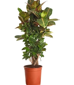 Dehner Grünpflanzen|Solitärpflanzen > Wunderstrauch - Codiaeum variegatum 'Petra'