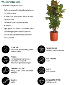 Dehner Grünpflanzen|Solitärpflanzen > Wunderstrauch - Codiaeum variegatum 'Petra'