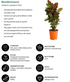 Dehner Grünpflanzen|Solitärpflanzen > Wunderstrauch - Codiaeum variegatum 'Petra'