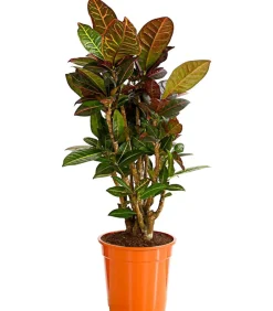 Dehner Grünpflanzen|Solitärpflanzen > Wunderstrauch - Codiaeum variegatum 'Petra'
