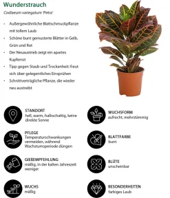 Dehner Grünpflanzen|Solitärpflanzen > Wunderstrauch - Codiaeum variegatum 'Petra'