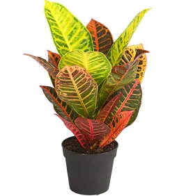 Dehner Grünpflanzen|Solitärpflanzen > Wunderstrauch - Codiaeum variegatum 'Petra'