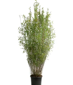 Dehner Bambus|Xxl-Gartenpflanzen > XXL Drachenschuppenbambus 'Blue Lizard®'