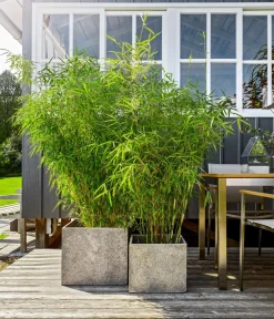 Dehner Bambus|Xxl-Gartenpflanzen > XXL Drachenschuppenbambus 'Blue Lizard®'