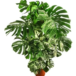 Dehner XXL Fensterblatt - Monstera deliciosa 'Variegata', ca. 180-220 cm Online