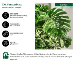 Dehner XXL Fensterblatt - Monstera deliciosa 'Variegata', ca. 180-220 cm Online