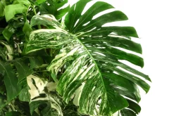 Dehner XXL Fensterblatt - Monstera deliciosa 'Variegata', ca. 180-220 cm Online