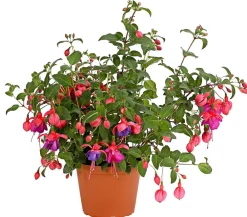 Dehner XXL Fuchsie, stehend, verschiedene Sorten Sale