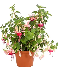 Dehner XXL Fuchsie, stehend, verschiedene Sorten Sale