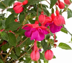 Dehner XXL Fuchsie, stehend, verschiedene Sorten Sale