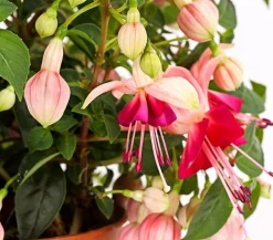 Dehner XXL Fuchsie, stehend, verschiedene Sorten Sale