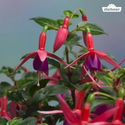 Dehner XXL Fuchsie, stehend, verschiedene Sorten Sale