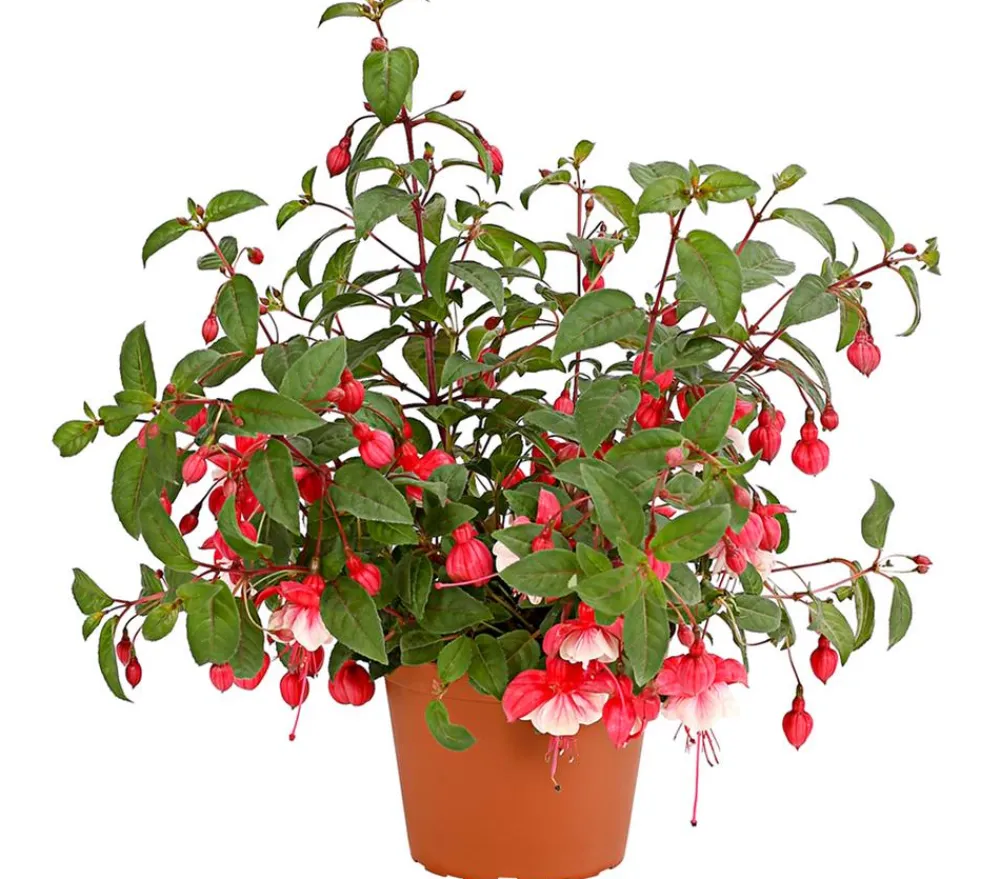 Dehner XXL Fuchsie, stehend, verschiedene Sorten Sale