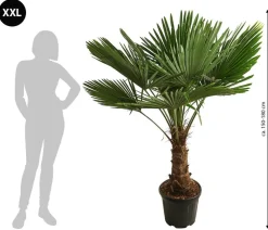 Dehner XXL Hanfpalme, ca. 150-180 cm Grün Sale