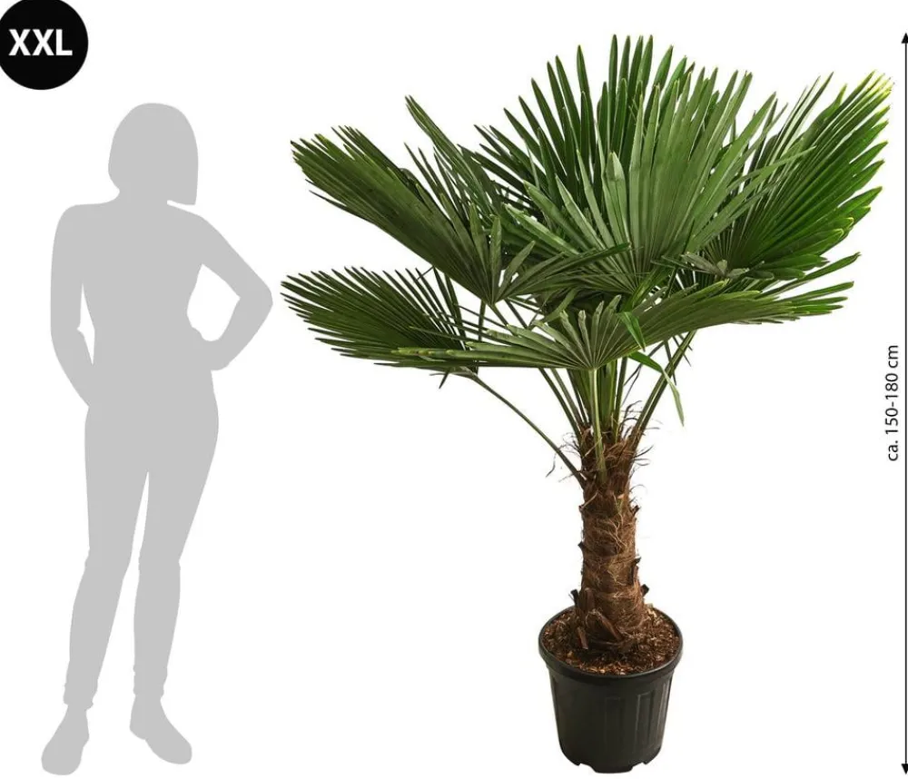 Dehner XXL Hanfpalme, ca. 150-180 cm Grün Sale