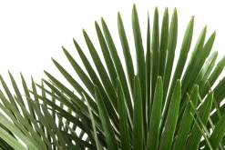 Dehner XXL Hanfpalme, ca. 150-180 cm Grün Sale