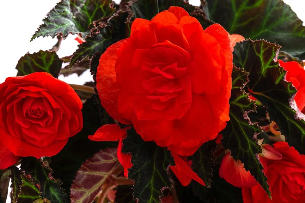 Dehner XXL Hängebegonie 'Belina Orange' Rot New