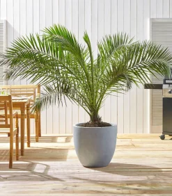 Dehner Palmen|Terrassenpflanzen - XXL Kanarische Dattelpalme Grün