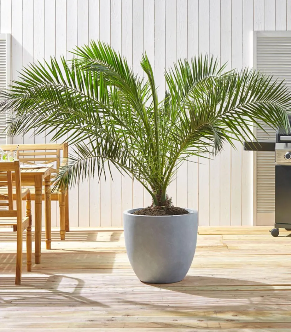 Dehner Palmen|Terrassenpflanzen - XXL Kanarische Dattelpalme Grün