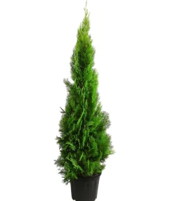 Dehner XXL Lebensbaum 'Pyramidalis Aurea', ca. 125-150 cm Hot
