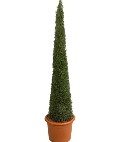 Dehner Terrassenpflanzen|Xxl-Gartenpflanzen > XXL Lebensbaum 'Smaragd' Torwächter