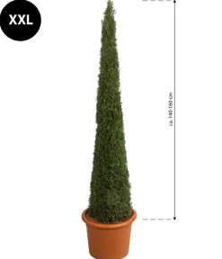 Dehner Terrassenpflanzen|Xxl-Gartenpflanzen > XXL Lebensbaum 'Smaragd' Torwächter