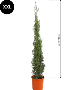 Dehner Terrassenpflanzen|Xxl-Gartenpflanzen - XXL Leyland-Zypresse 'Pyramidalis', ca. 125-150 cm Grün